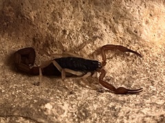 Centruroides ochraceus