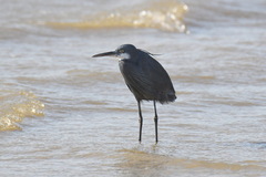Egretta gularis