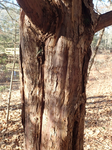 Image of Taxus cuspidata by (c) John Baur, some rights reserved (CC BY)