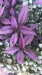 Strobilanthes auriculata dyeriana