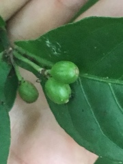 Psychotria subsessilis