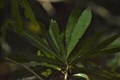 Pouteria salicifolia