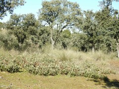Celtica gigantea
