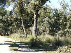 Celtica gigantea