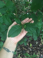 Psychotria subsessilis