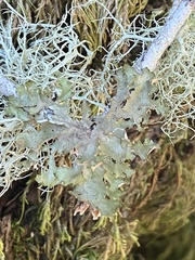 Tuckermanopsis orbata