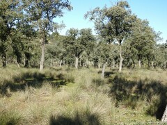 Celtica gigantea