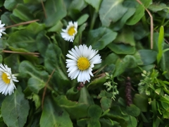 Bellis perennis