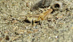 Phaulacridium marginale