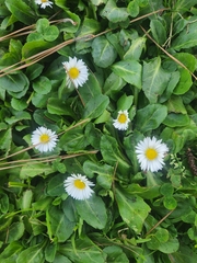 Bellis perennis