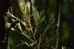 Pouteria salicifolia