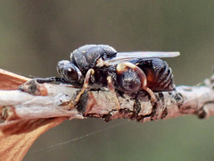 Brachymeria podagrica