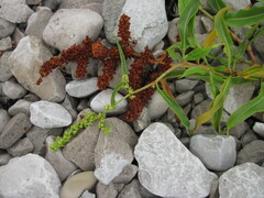 Rumex pallidus