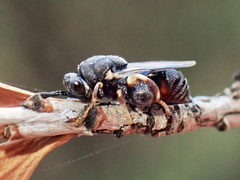 Brachymeria podagrica