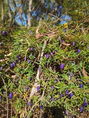 Billardiera macrantha