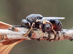 Brachymeria podagrica