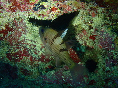 Pristicon trimaculatus