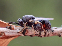 Brachymeria podagrica