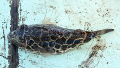 Sphoeroides testudineus