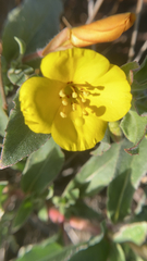 Camissoniopsis cheiranthifolia