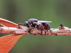 Brachymeria podagrica