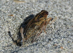 Kikihia southwestlandica