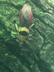 Castolus tricolor