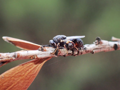 Brachymeria podagrica