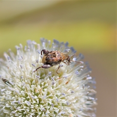 Penthobruchus germaini