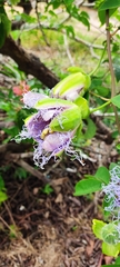 Passiflora cincinnata