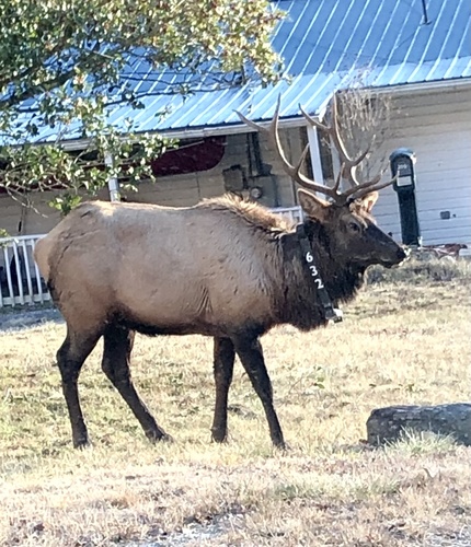 Elk photographed in North Carolina