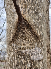 Liriodendron tulipifera