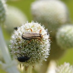 Chauliognathus scriptus