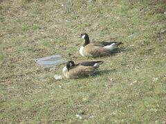 Branta canadensis
