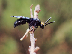 Scolia verticalis