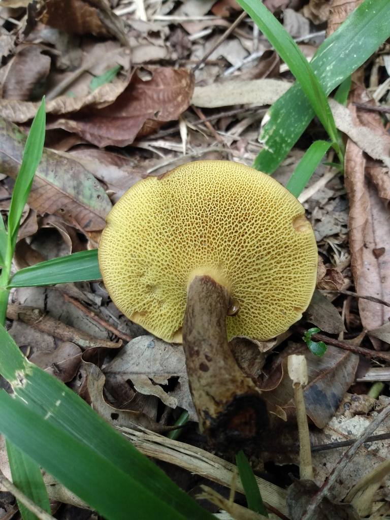 Boletinellus rompelii · February 2021 · photo: © lelacappelli (iNaturalist, cc0)