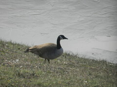Branta canadensis