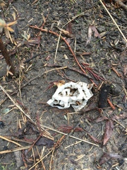 Ileodictyon cibarium