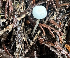 Cystolepiota seminuda