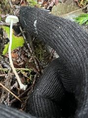 Cystolepiota seminuda