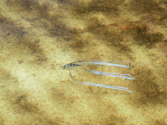 Alectis ciliaris