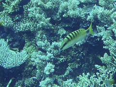 Lutjanus semicinctus