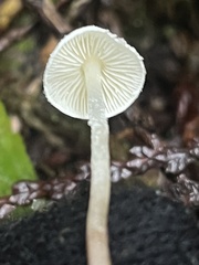 Cystolepiota seminuda