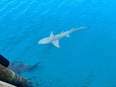 Negaprion brevirostris