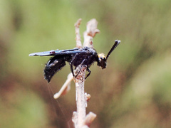 Scolia verticalis
