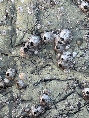 Semibalanus cariosus