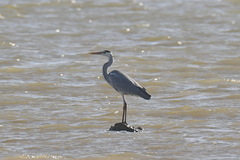 Ardea cinerea
