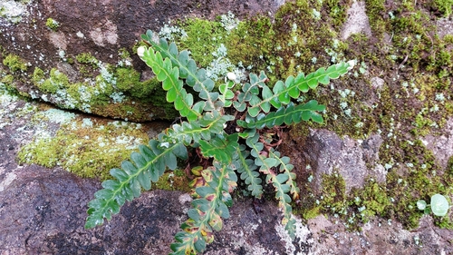 Asplenium lolegnamense (Asplenium lolegnamense)