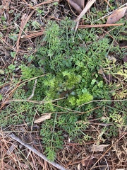 Daucus carota