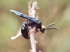 Scolia verticalis